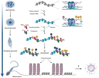 The Art of Packaging the Sperm Genome: Molecular and Structural Basis of the Histone-To-Protamine Exchange